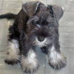 Dvergschnauzer