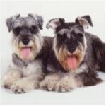 Dvergschnauzer