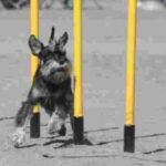 Dvergschnauzer