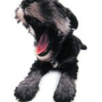 Dvergschnauzer