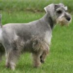 Dvergschnauzer
