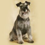 Dvergschnauzer