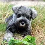 Dvergschnauzer