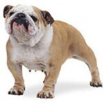 Engelsk Bulldog