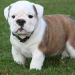 Engelsk Bulldog