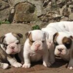 Engelsk Bulldog