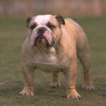 Engelsk Bulldog