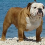 Engelsk Bulldog