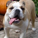 Engelsk Bulldog