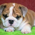 Engelsk Bulldog