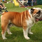 Engelsk Bulldog