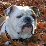 Engelsk Bulldog