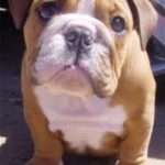 Engelsk Bulldog