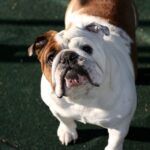 Engelsk Bulldog