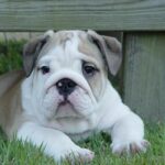Engelsk Bulldog