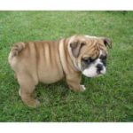 Engelsk Bulldog