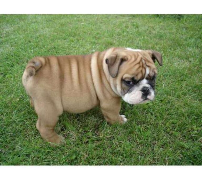 Engelsk Bulldog