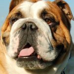 Engelsk Bulldog