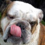 Engelsk Bulldog