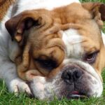 Engelsk Bulldog