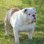 Engelsk Bulldog