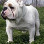 Engelsk Bulldog