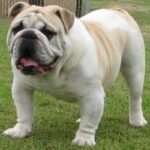Engelsk Bulldog