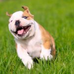 Engelsk Bulldog