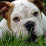 Engelsk Bulldog