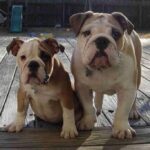 Engelsk Bulldog