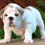 Engelsk Bulldog
