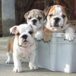 Engelsk Bulldog