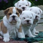 Engelsk Bulldog