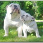 Engelsk Bulldog