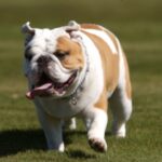Engelsk Bulldog