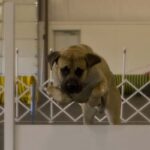 Engelsk Mastiff