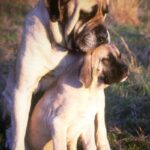 Engelsk Mastiff