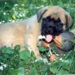 Engelsk Mastiff