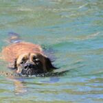 Engelsk Mastiff