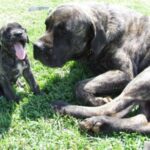 Engelsk Mastiff