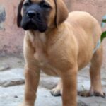 Engelsk Mastiff