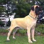 Engelsk Mastiff