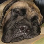 Engelsk Mastiff