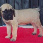 Engelsk Mastiff