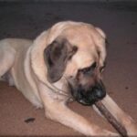 Engelsk Mastiff