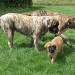 Engelsk Mastiff