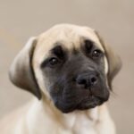 Engelsk Mastiff