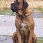 Engelsk Mastiff