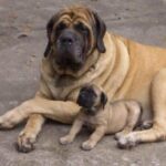 Engelsk Mastiff
