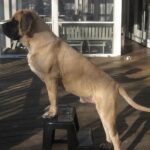 Engelsk Mastiff